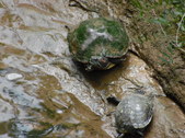 Enlarge photo 34