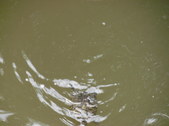 Enlarge photo 35