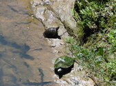Enlarge photo 31