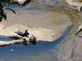 Enlarge photo 32