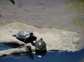 Enlarge photo 34