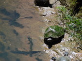 Enlarge photo 35