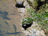 Enlarge photo 36