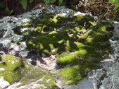 Nature Hike 169