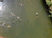 Enlarge photo 17
