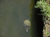 Enlarge photo 26