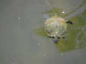 Enlarge photo 32