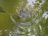 Enlarge photo 35