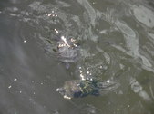 Enlarge photo 36