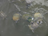 Enlarge photo 39