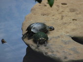 Enlarge photo 15