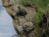 Enlarge photo 19