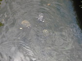 Enlarge photo 31