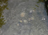 Enlarge photo 32