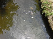 Enlarge photo 33
