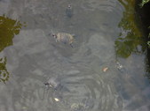 Enlarge photo 34