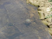 Enlarge photo 35