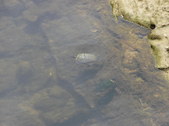Enlarge photo 36