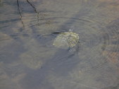 Enlarge photo 37