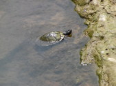 Enlarge photo 38