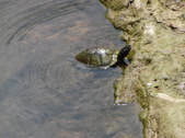 Enlarge photo 39