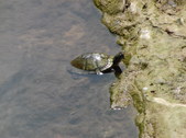 Enlarge photo 40