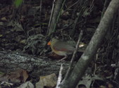 Enlarge photo 31
