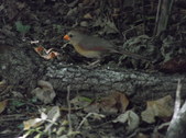 Enlarge photo 34