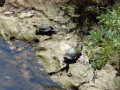 Nature Hike 182