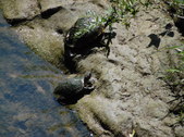 Enlarge photo 24