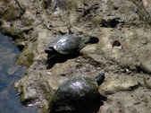 Enlarge photo 29