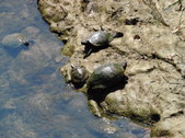 Enlarge photo 32