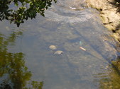 Enlarge photo 27