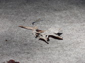 Enlarge photo 33