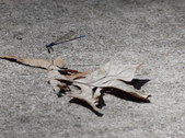 Enlarge photo 34