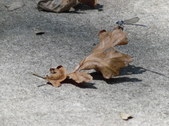 Enlarge photo 35