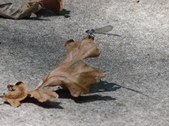 Enlarge photo 36