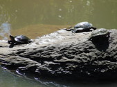 Enlarge photo 12