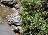 Enlarge photo 13
