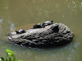 Enlarge photo 15