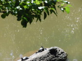 Enlarge photo 16
