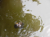 Enlarge photo 18