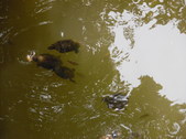 Enlarge photo 24