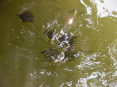 Enlarge photo 25