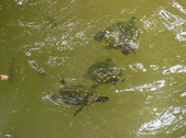 Enlarge photo 26