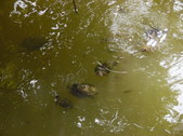 Enlarge photo 30