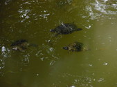 Enlarge photo 31