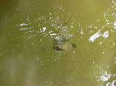 Enlarge photo 32