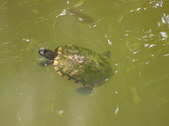 Enlarge photo 33
