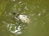Enlarge photo 34